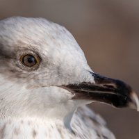 Портрет на морском берегу :: Владимир Лазарев Портрет на морском берегу :: Владимир Лазарев