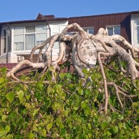 ......... :: Елена Шаламова