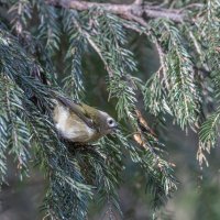 желтоголовый королек :: юрий макаров