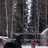 Масленица в Яви Нави. Выступают четвероногие артисты. :: Ольга 