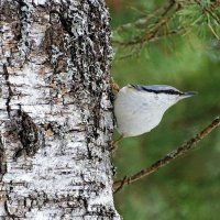 Поползень замаскировался. :: Милешкин Владимир Алексеевич 