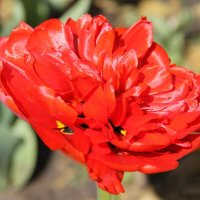 ТЮЛЬПАН ПИОНОВИДНЫЙ :: Валентина 