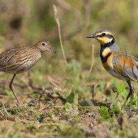 Птицы :: СЕРГЕЙ ФИЛОЧКИН