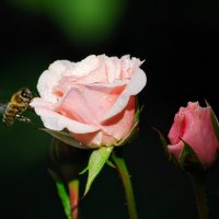 Летнее. :: Владимир