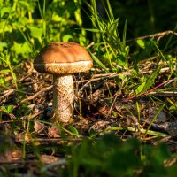 Ранее июньское утро в окрестностях Ухты и, сразу первый гриб - обабок) :: Николай Зиновьев