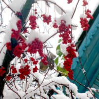 лимонник китайский :: Ольга 