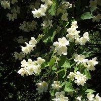 Жасмин :: Freddy 97