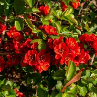 Про японскую айву... :: Николай Гирш