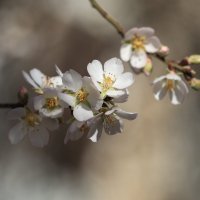 Весна торопится в гости. Февраль, Крым :: Светлана Тихонина