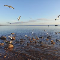 Чайки и утки на Финском заливе. :: Лилия *