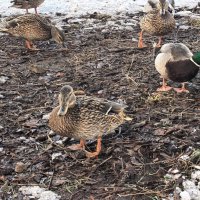 "...серая уточка..." :: Olga Oskolkova