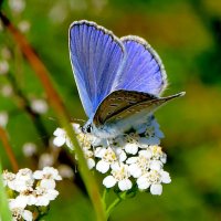 опять про бабочек...490 :: Александр Прокудин опять про бабочек...490 :: Александр Прокудин