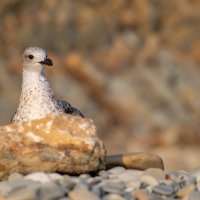 На морском берегу. Чайки. :: Владимир Лазарев