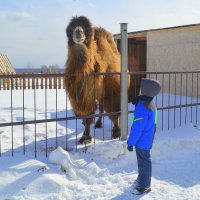 Корабль пустыни :: Татьяна Лютаева