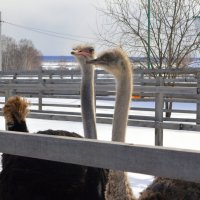 Страусы в Сибири :: Татьяна Лютаева