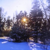 В лесу :: Людмила Смородинская