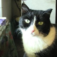 Мой любимец :: Людмила Смородинская