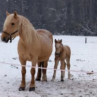 Ласка и ее дочка. :: Ольга 