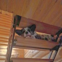 Чак "на смотровой площадке" :: Ольга Довженко