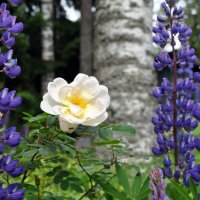 На прогулке :: AleksSPb Лесниченко На прогулке :: AleksSPb Лесниченко