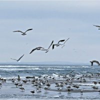 Чайки. :: Валерия Комова