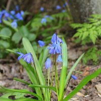 Пролески :: Оксана Новик 