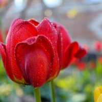 Кусочек весны :: Оксана Новик 