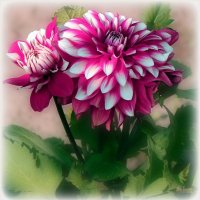 Георгины цвели у дома :: Наталья *** Георгины цвели у дома :: Наталья ***