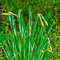 Ждём весну! :: Светлана 