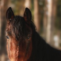 Вихрь :: Кристина Щукина