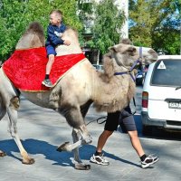 Верхом на покорителе пустынь. :: Михаил Курзанцев