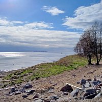 Берег Финского залива. :: Лия ☼