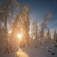 СОЛНЕЧНЫЙ ЛЕС :: Анатолий Гордиенко