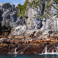 Морские львы :: Антон Лихач