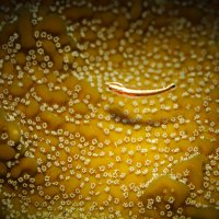 На "лугу"... :: алексей афанасьев