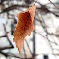 Березовый лист, прошлогодний :: светлана льдокова