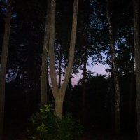 Вечер :: fogmeadowww m