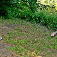 Нет, - в речку не полезу... :: Valziwa Нет, - в речку не полезу... :: Valziwa