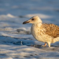 На морском берегу :: Владимир Лазарев