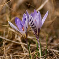 Крокусы :: Игорь Сикорский