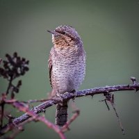 Вертишейка :: Aleksey Afonin