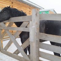 Грация и стать :: Татьяна Лютаева