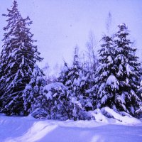 Снежная красота :: Людмила Смородинская