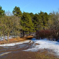 Ростов-на-Дону. Февральская оттепель в Сосновом бору. :: Пётр Чернега Ростов-на-Дону. Февральская оттепель в Сосновом бору. :: Пётр Чернега