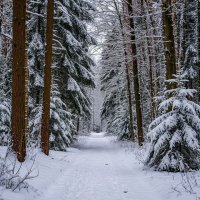 февраль. конец зимы. :: Mila 