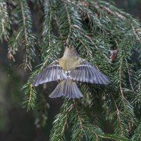 желтоголовый королек :: юрий макаров