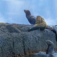 Сивучи недалеко от мыса Кузнецова :: ИРЭН@ .