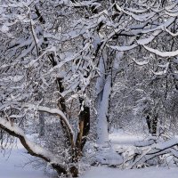 Волшебная зимняя пора :: Рита Симонова