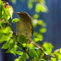 Пеночка :: Aleksandr .