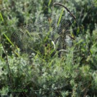 Природа Крыма :: Amazing Cosmea